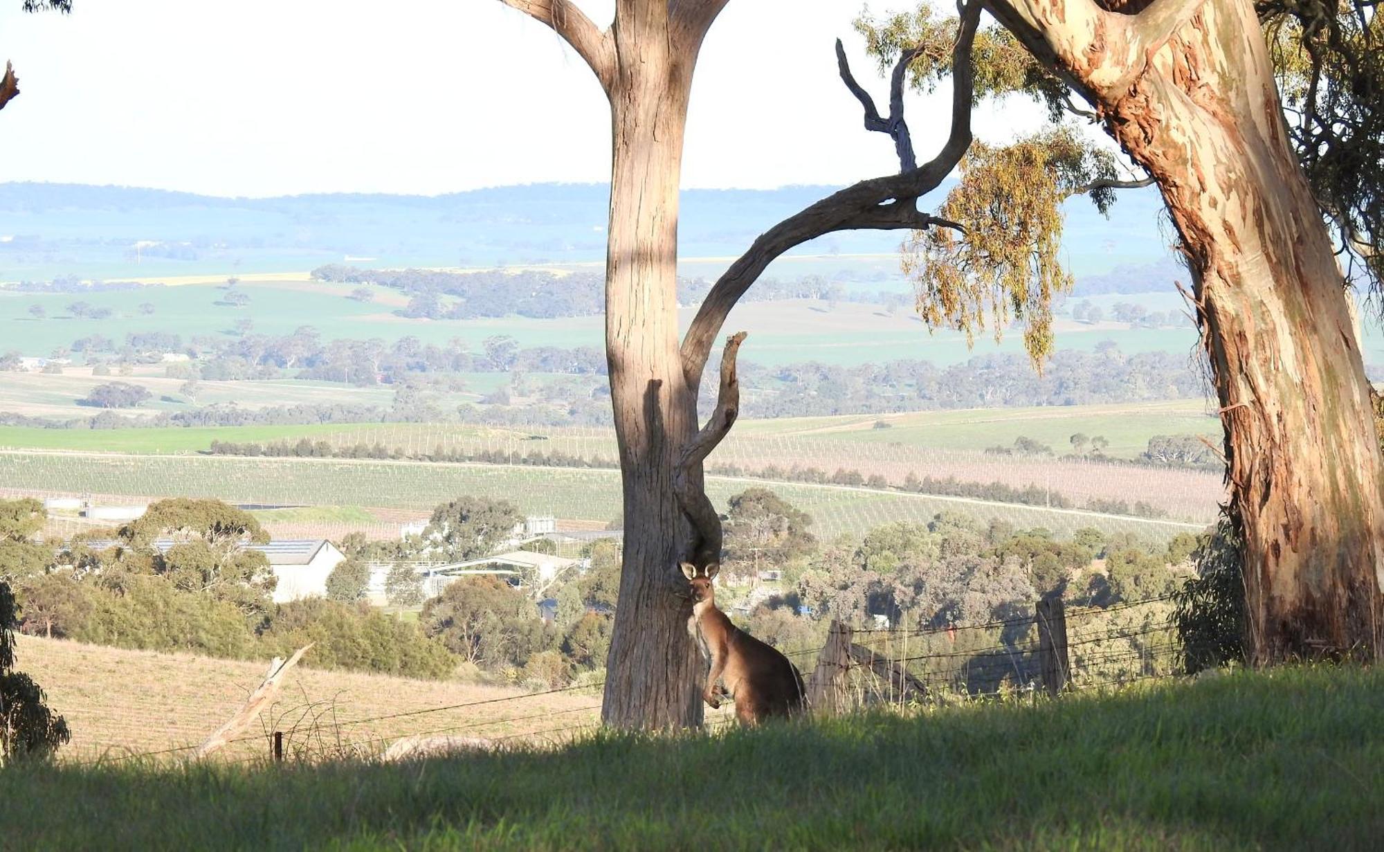 Battunga Cottages Watervale Bagian luar foto